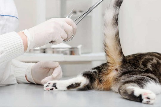 Cat Bleeding From the Anus: Causes Treatment