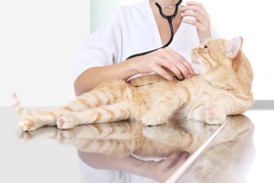 Broken Pelvis in Cats: Symptoms, Treatment, & Costs
