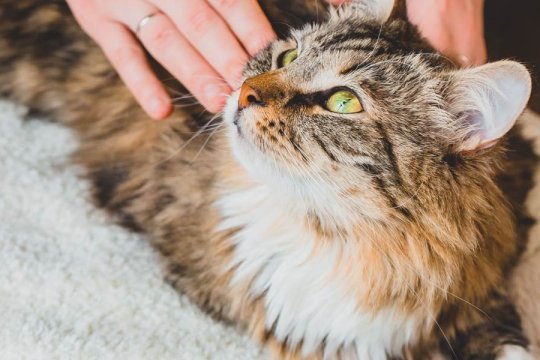 Why Is My Cat’s Back Twitching? When to Worry