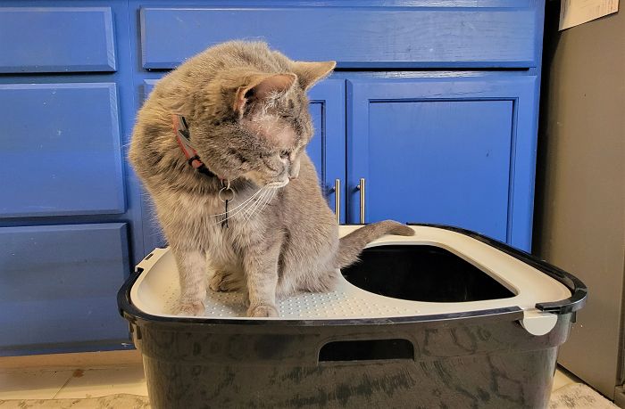 Frisco Top Entry Cat Litter Box Large