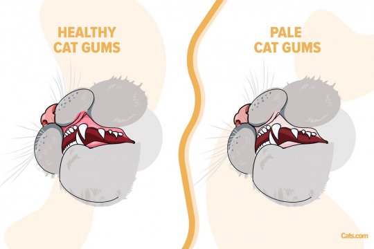 Pale Gums in Cats: Causes & Treatment