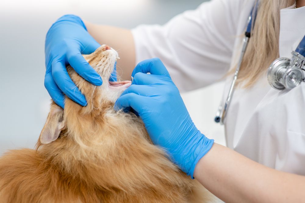 Veterinarian checks maine coon cat mouth