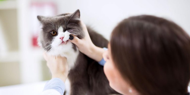 Cat Grinding Teeth: What It Means & When To Worry