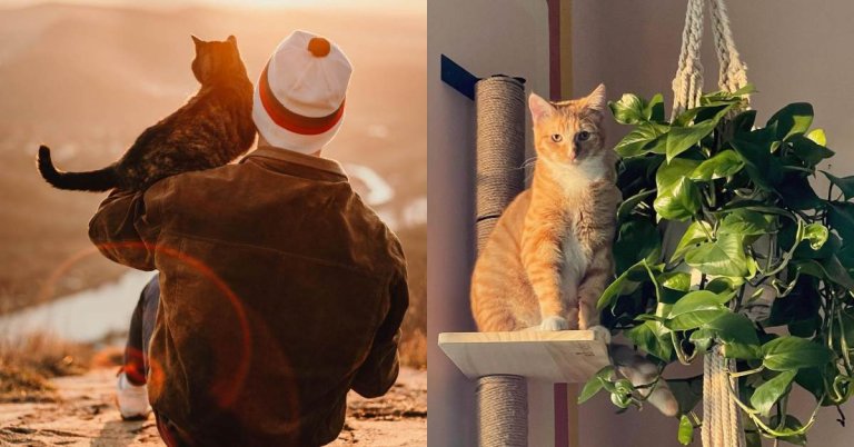 10 Ways To Show Your Cat You Love Them