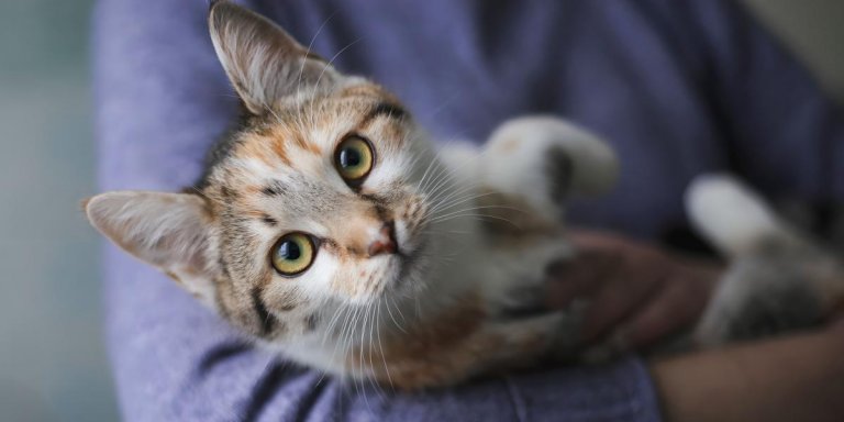 Are Male Cats More Affectionate Than Female Cats?