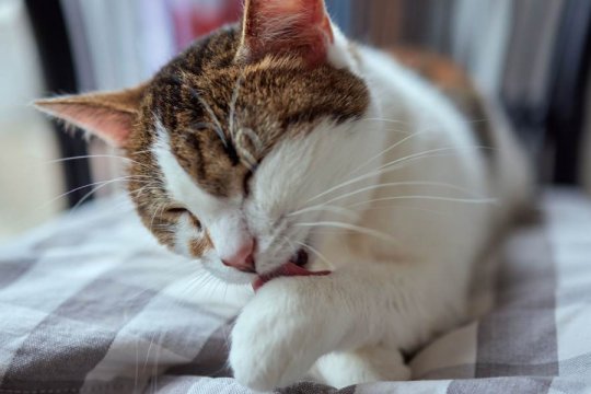 How to Stop a Cat From Licking Their Wounds