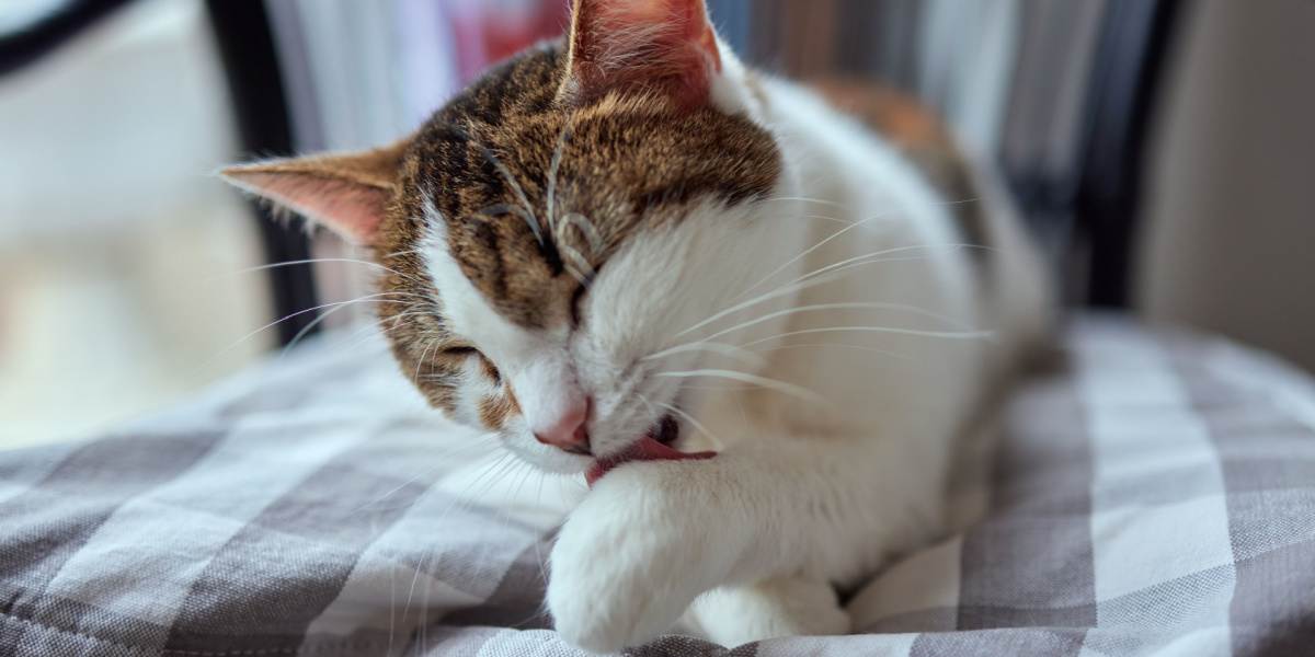 beautiful cute cat licking his paw