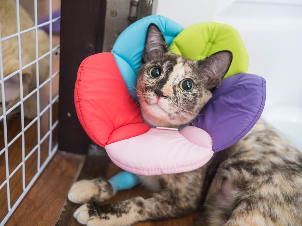 cat collar