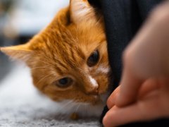 Elusive cat concealing itself in a sheltered space. The image portrays a hidden feline, suggesting a desire for privacy or a sense of security.