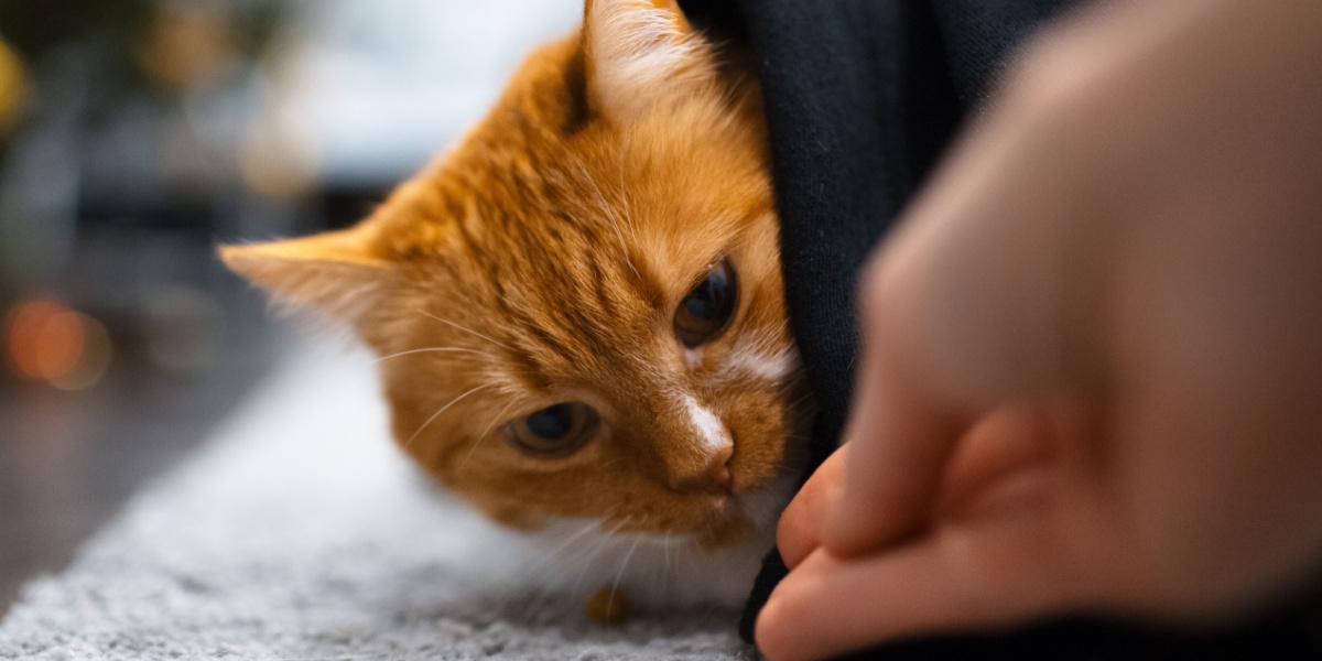 Elusive cat concealing itself in a sheltered space. The image portrays a hidden feline, suggesting a desire for privacy or a sense of security.
