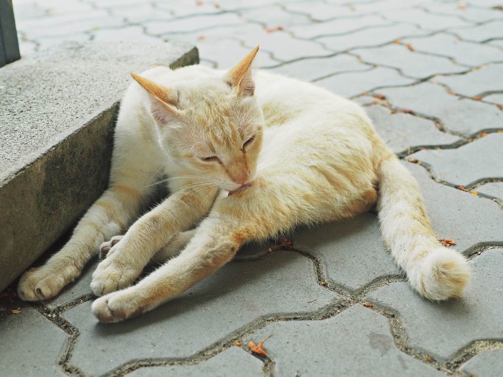 cat licking itself