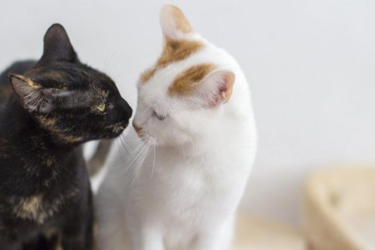 Will Male Cats Mate With Females Not in Heat?