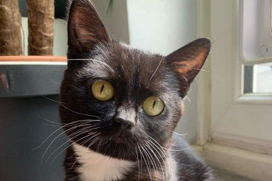 Fig the Cat and Owner Spread Awareness of Feline Dwarfism