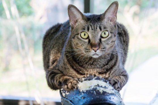 Do Cats Feel Guilt?