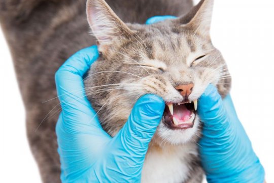 Cat Bleeding From Mouth: Causes, Treatment, & Prevention