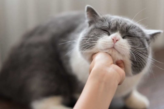How to Befriend a Nervous Cat: An 8-Step Guide