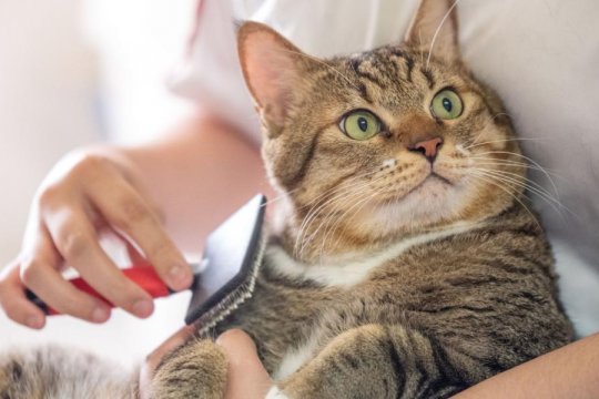 The 10 Most Important Beginner Cat Care Rules to Follow