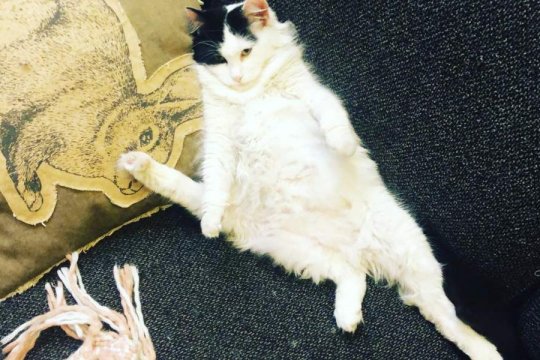 Cat With 5 Legs Has Surgery to Remove Cancer