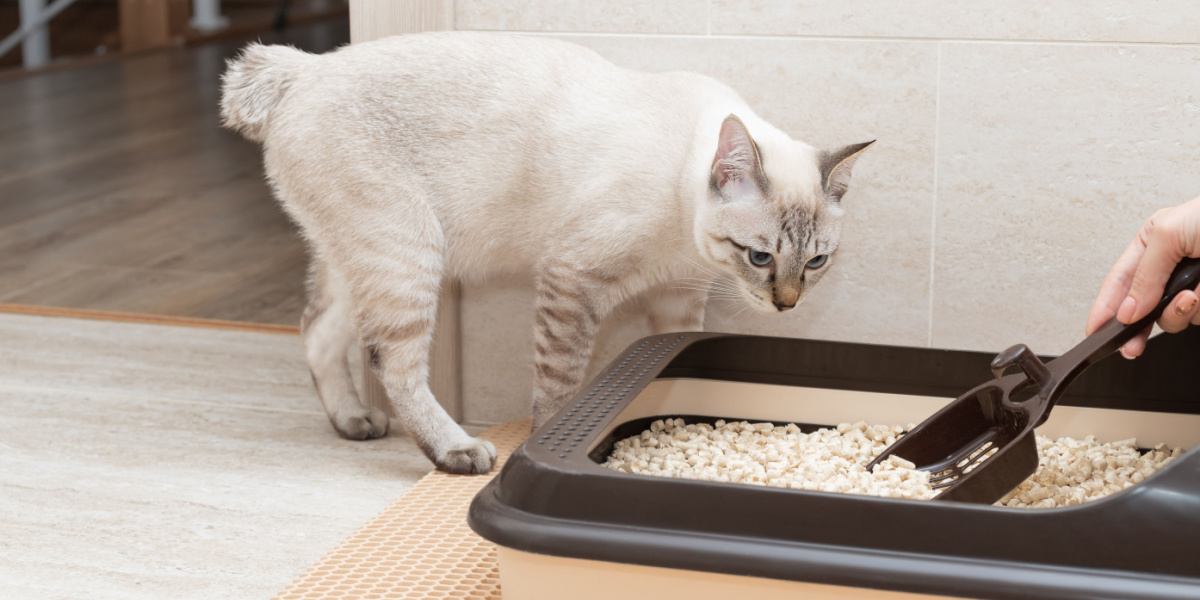 Person hand removing and cleaning cat toilet tray