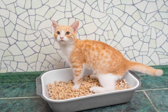 How Often Should Cats Poop? A Veterinarian Explains