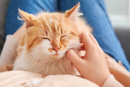 How To Talk to Cats: 7 Ways To Do It