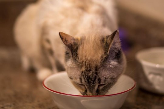 How to Care for Your Cat's Basic Needs