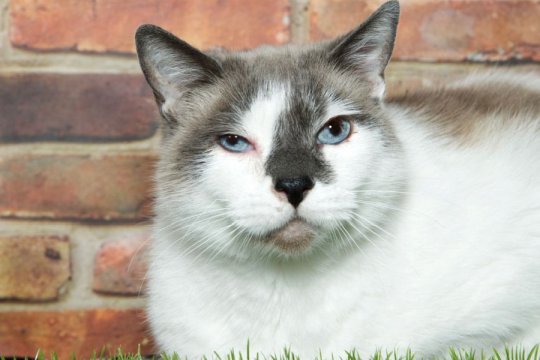 Insect Stings in Cats: Causes, Symptoms & Treatment