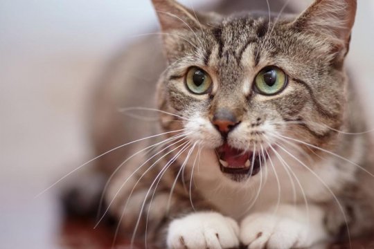 Why Do Cats Huff?