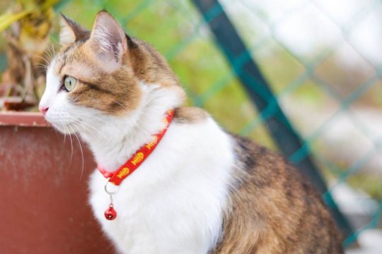 How Far Can Cats See? 10 Amazing Cat Eyesight Facts