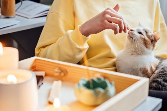 Are Candles Safe for Cats?