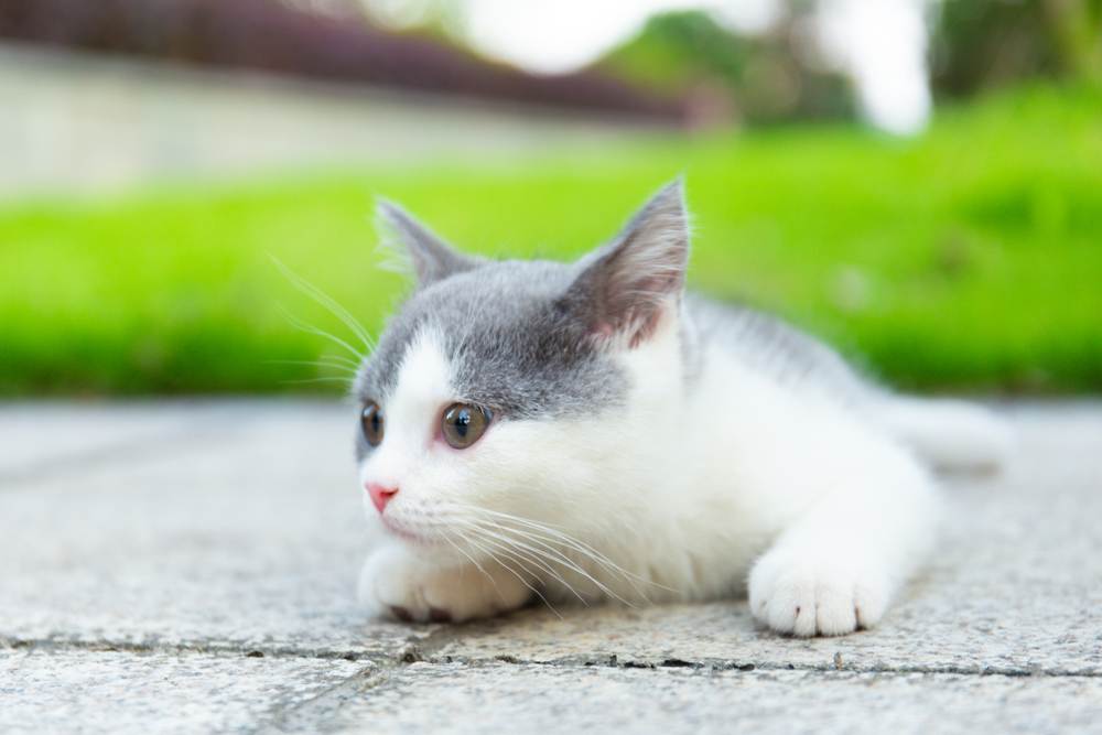 kittens squatting on the concrete floor