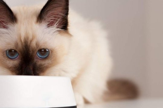 When Do Kittens Start Eating Food? A Vet Explains