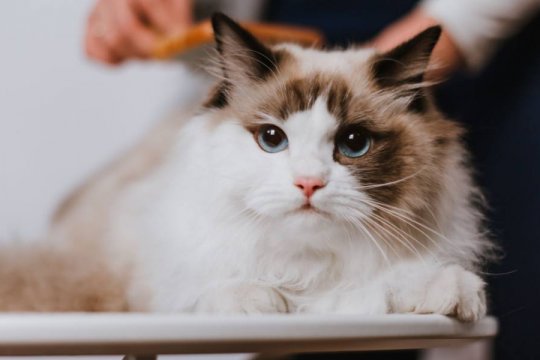 How to Groom Your Long-Haired Cat