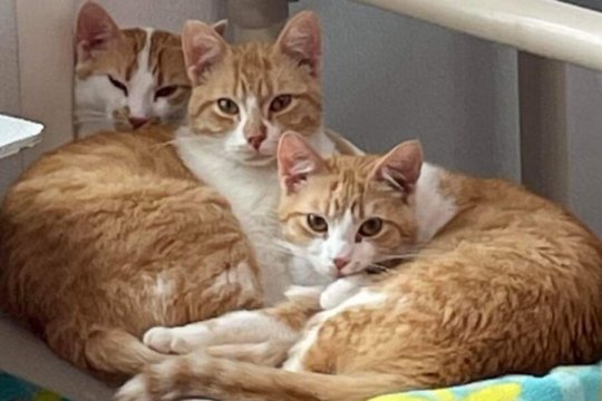 The Remarkable Transformation of Three Cat Siblings