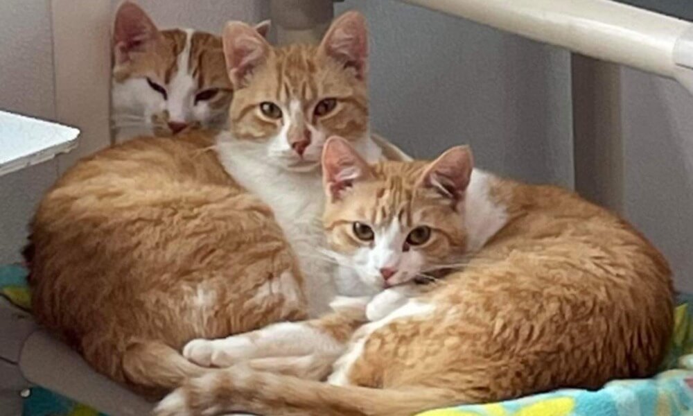 Three adorable cats sitting together in a row: Daria in the front, Boey in the middle, and Cricket in the back