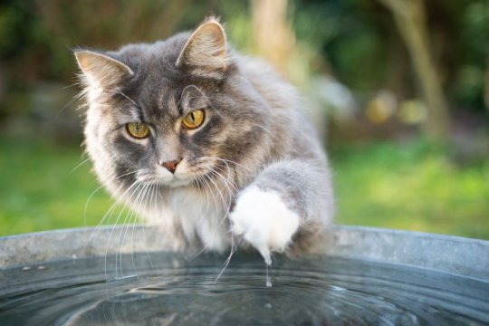 Are Cats Afraid of Water?