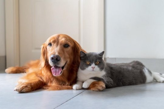 5 Reasons Why Cats Sometimes Act Like Dogs