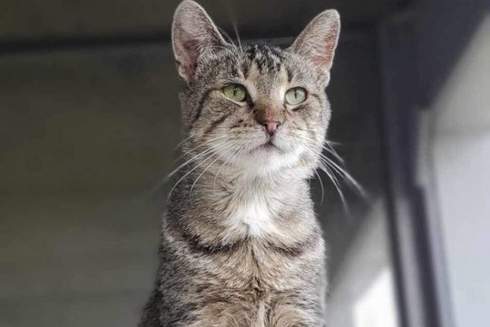 Lazarus, the Christmas Eve Miracle