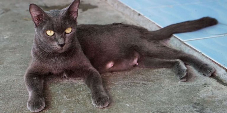 Mastitis in Cats: Causes, Symptoms, & Treatment