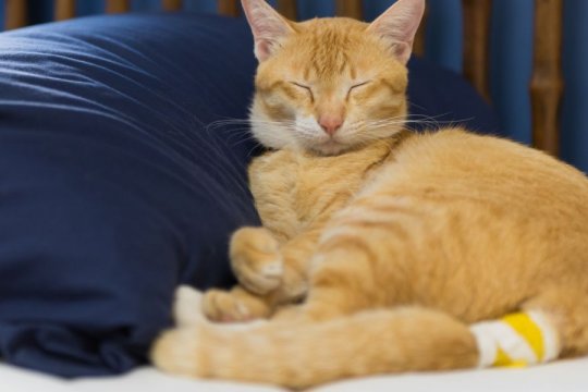 Tail Injuries in Cats: Causes, Symptoms, and Treatment