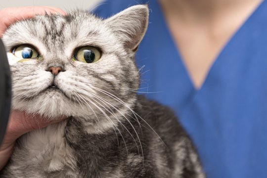 Terramycin for Cats: Overview, Dosage, & Side Effects