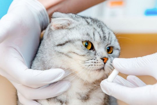 Azodyl for Cats: Overview, Dosage, & Side Effects