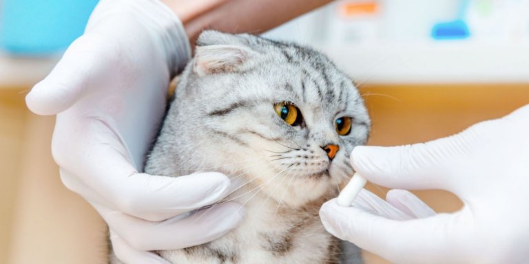 Azodyl for Cats: Overview, Dosage, & Side Effects