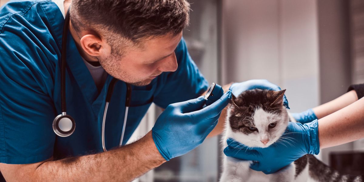 Image capturing a veterinarian conducting an examination of a cat's middle ear infection