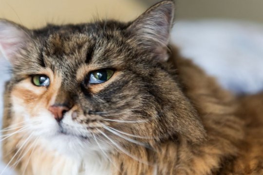 Haw’s Syndrome in Cats: Causes, Symptoms & Treatment