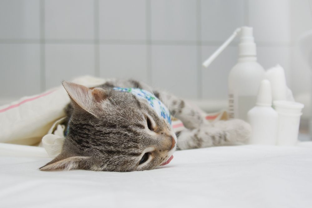 cat after a sterilization operation