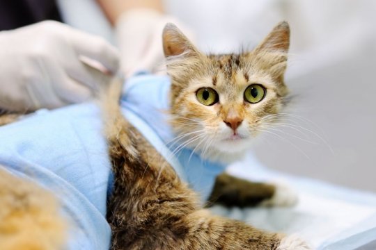 Spaying and Neutering Cats: A Complete Guide