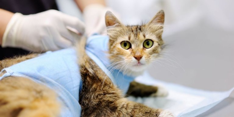 Spaying and Neutering Cats: A Complete Guide