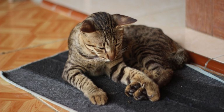 Dasuquin for Cats: Uses, Dosage, & Side Effects