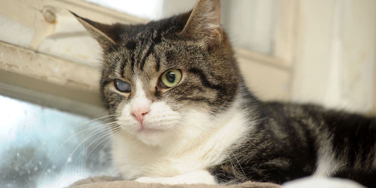 Photograph of a cat with a visible cataract in one eye, illustrating an eye condition that affects feline vision